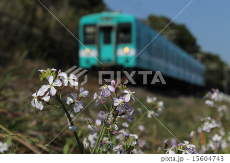 105系電車とハマダイコン花 15604743