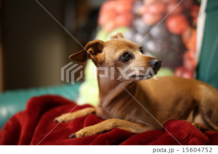 犬 犬 15604752