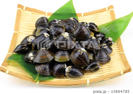 シジミ 15604785