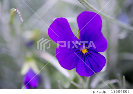 紫の野花 15604805