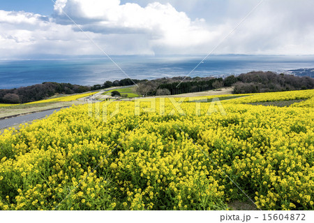 淡路島の菜の花畑の写真素材