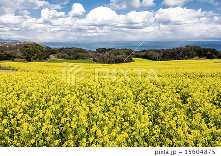 淡路島の菜の花畑 淡路島の菜の花畑 15604875