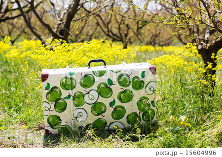 Suitcase in green grass on natural background 15604996