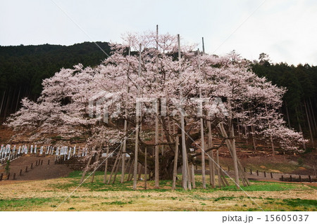 根尾谷淡墨桜 15605037