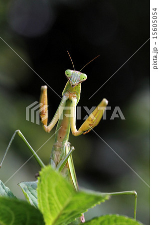 カマキリの威嚇 15605054