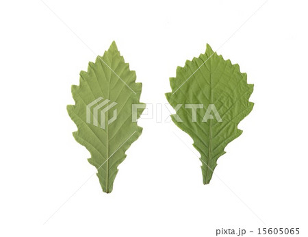 ミズナラの葉 15605065