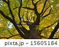 銀杏 15605184