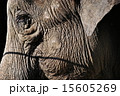 象 15605269