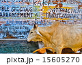 インドの牛 15605270