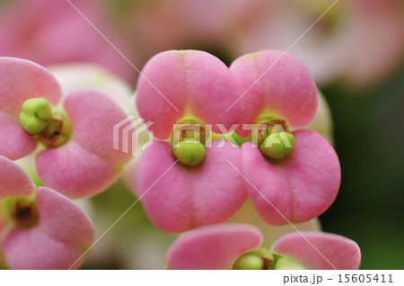 ハナキリン 15605411