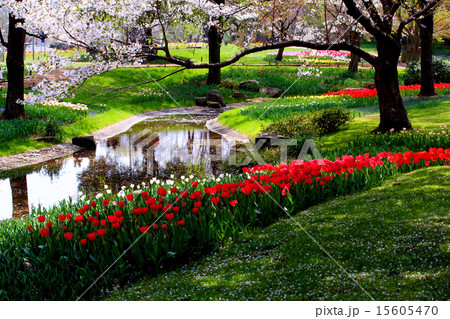 昭和記念公園のチューリップ 昭和記念公園のチューリップ 15605470