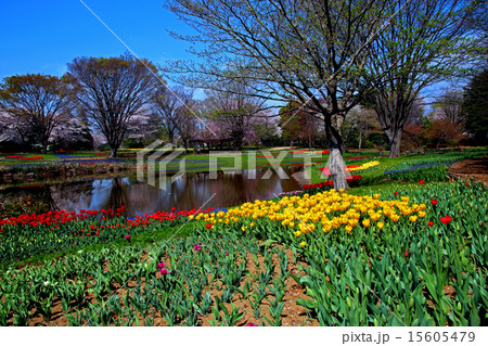 昭和記念公園のチューリップ 昭和記念公園のチューリップ 15605479