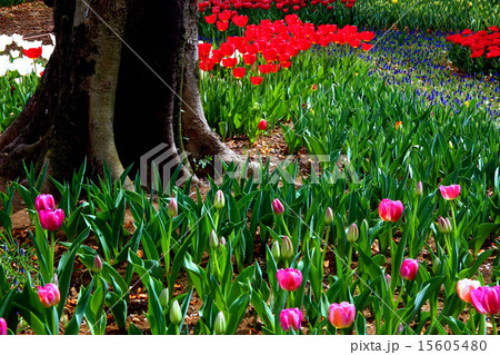 昭和記念公園のチューリップ 15605480