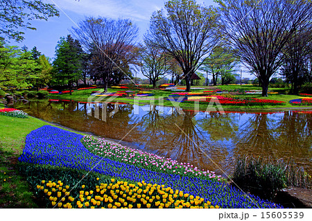 昭和記念公園のチューリップ 昭和記念公園のチューリップ 15605539