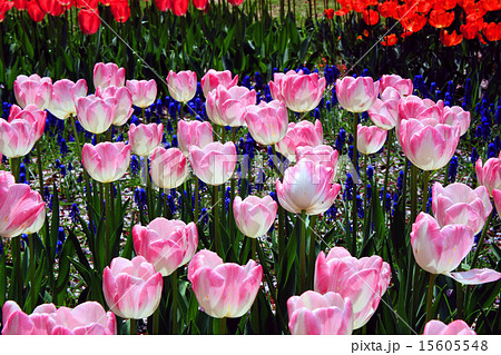 昭和記念公園のチューリップ 昭和記念公園のチューリップ 15605548