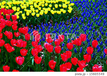 昭和記念公園のチューリップ 昭和記念公園のチューリップ 15605549
