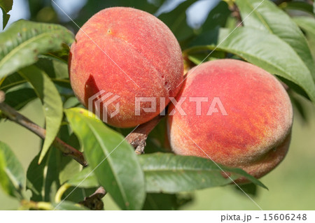 ripe peach 15606248