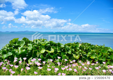 沖縄の海 沖縄の海 15606470