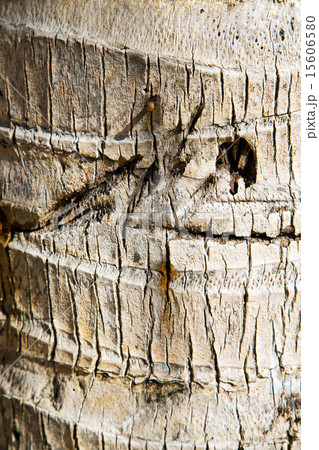 bark in kho isle white tree thailand bark in kho isle white tree thailand 15606580