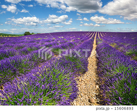 Provence, France. 15606893