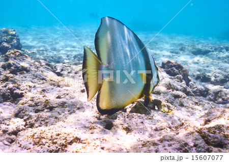 Coral reef and fish 15607077