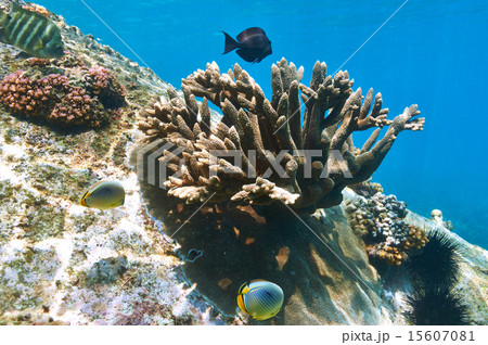 Coral reef and fish 15607081