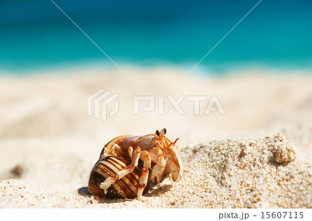 Hermit crab at beach 15607115