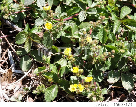 キジムシロ／小宮公園 15607174