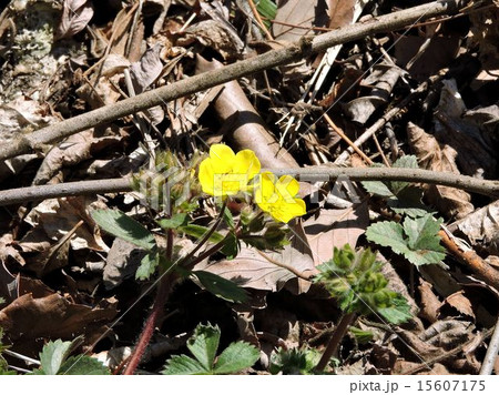 キジムシロ／小宮公園 15607175