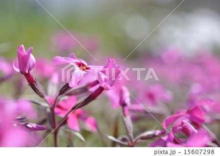 三分咲きの芝桜 15607298