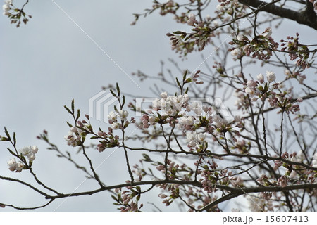 三分咲きの桜 15607413
