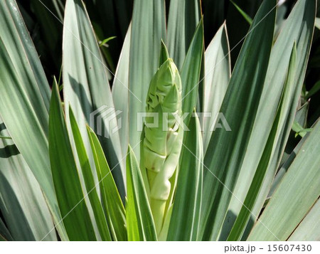 サンセベリアの蕾/西郷山公園 サンセベリアの蕾/西郷山公園 15607430