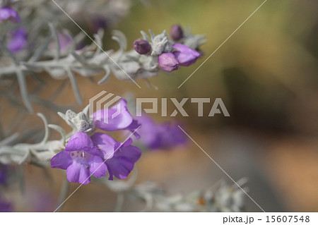 エレモフィラの花 エレモフィラの花 15607548