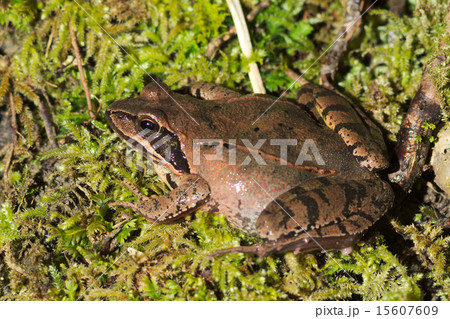Agile frog (Rana dalmatina) during breeding season 15607609