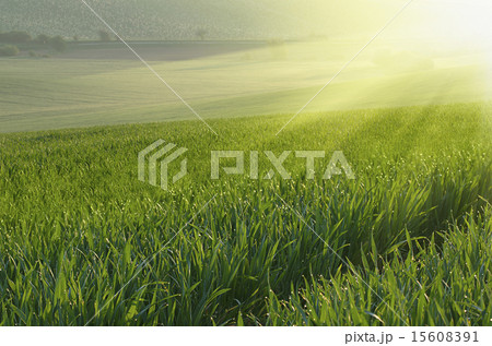 Green grass field background 15608391