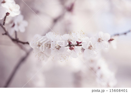 Apricot tree flower 15608401