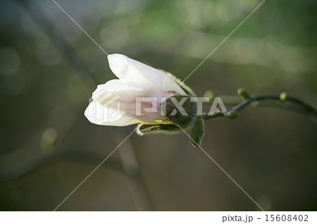 Magnolia flowers 15608402