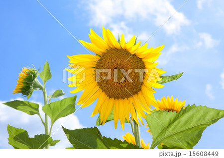 ヒマワリ畑 15608449
