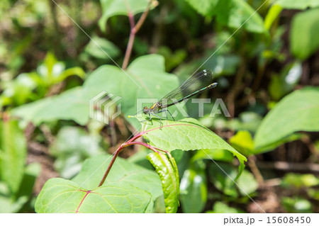 カワトンボ 15608450