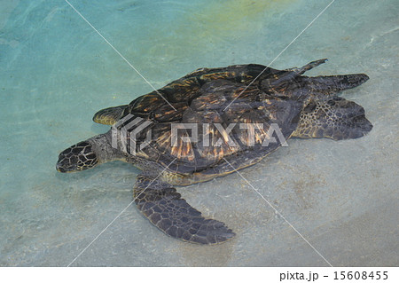 ウミガメ 15608455