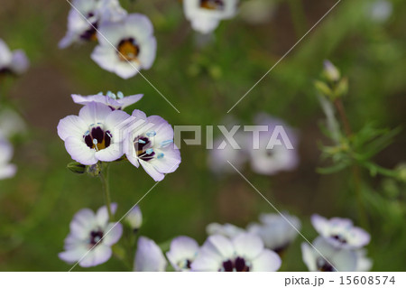 サンシキギリアの花 サンシキギリアの花 15608574