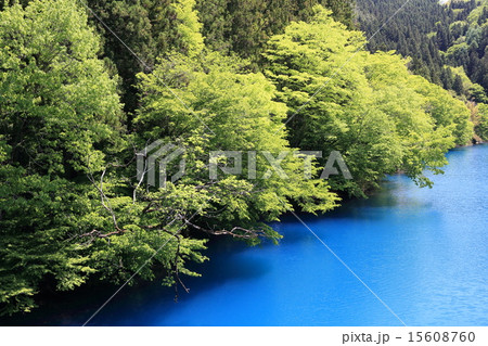 新緑の四万湖 新緑の四万湖 15608760