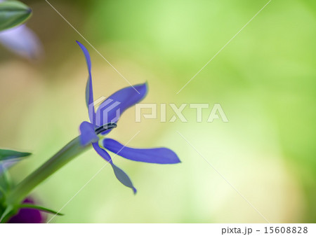 おしべが見えているイソトマ おしべが見えているイソトマ 15608828