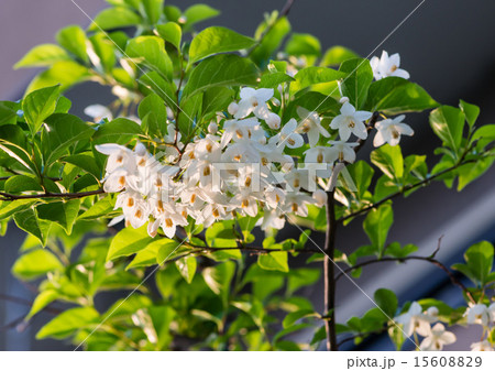 エゴノキの白い花 15608829