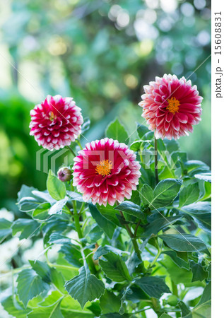 赤いダリア 15608831