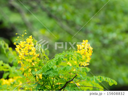 蛇結茨（ジャケツイバラ） 15608832