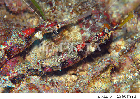 タツウミヤッコのペア タツウミヤッコのペア 15608833