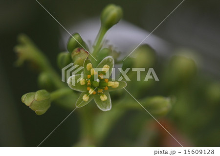 自然　植物　タブノキ、蜜腺から蜜があふれ出ているようです。近づくと結構カラフルです 15609128