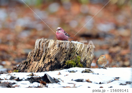 オオマシコ 15609141