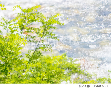 新緑と川 15609207